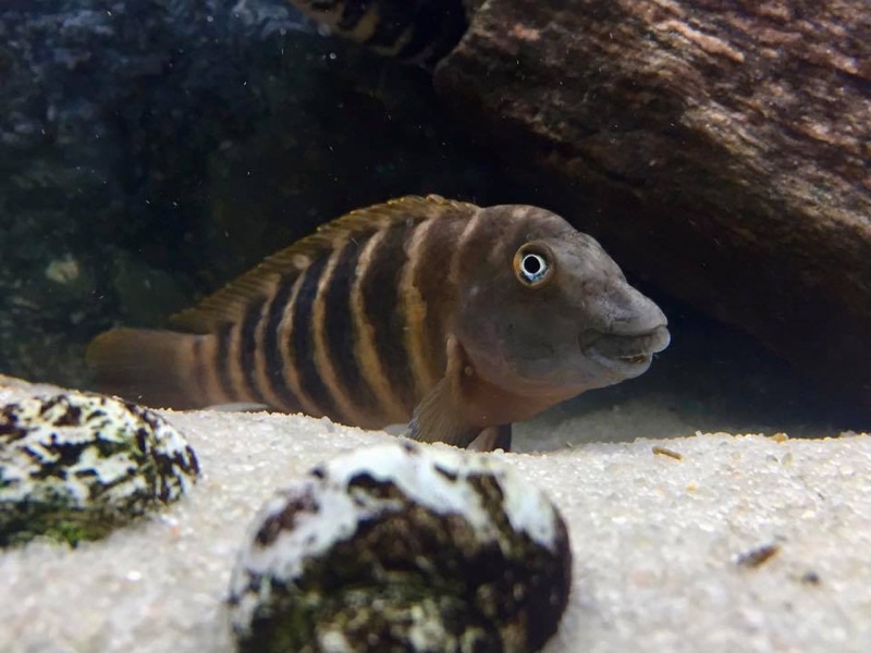 Eretmodus marksmithi 'Kigoma'